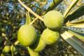 Aceitunas