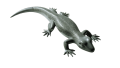 Lagarto