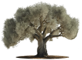 Olivo